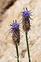 F170759: Betonienblättrige Rapunzel (Phyteuma betonicifolium)