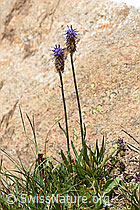 F170761: Betonienblättrige Rapunzel (Phyteuma betonicifolium)