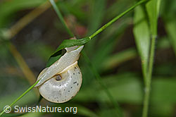 F170963: Kleine Glanzschnecke (Aegopinella pura)