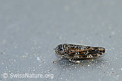 Gemeine Baumzirpe (Allygus mixtus) (F170991)