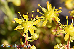 Bewimperter Steinbrech (Saxifraga aizoides) (19.07.2020, F171070)