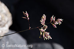 F171089: Alpen-Straussgras (Agrostis alpina)