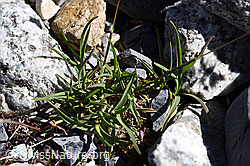 F171090: Alpen-Straussgras (Agrostis alpina)