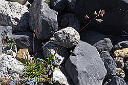 F171091: Alpen-Straussgras (Agrostis alpina)
