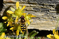 Bewimperter Steinbrech (Saxifraga aizoides)
