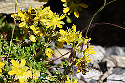 Mondfleck-Feldschwebfliege (Eupeodes luniger) (F171097)