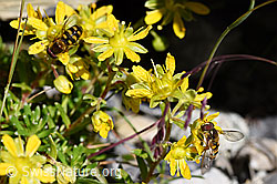 Mondfleck-Feldschwebfliege (Eupeodes luniger) (F171098)