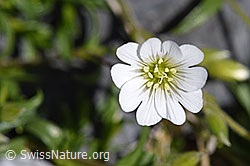 Dreigriffliges Hornkraut (Cerastium cerastoides) (F171104)