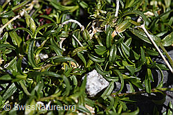 Dreigriffliges Hornkraut (Cerastium cerastoides) (F171105)