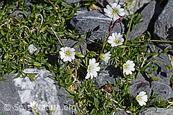 Dreigriffliges Hornkraut (Cerastium cerastoides) (F171107)