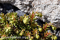 Bewimperter Steinbrech (Saxifraga aizoides) (F171108)