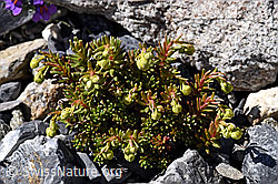 Bewimperter Steinbrech (Saxifraga aizoides) (F171109)
