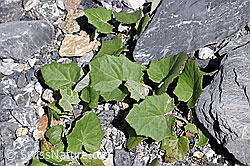 Huflattich (Tussilago farfara) (F171115)