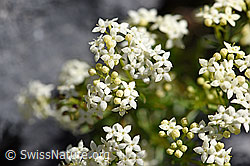 Ungleichblättriges Labkraut (Galium anisophyllon) (19.07.2020, F171125)