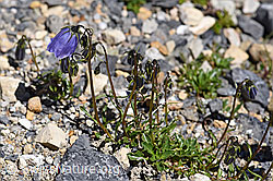 Niedliche Glockenblume (Campanula cochleariifolia) (F171185)