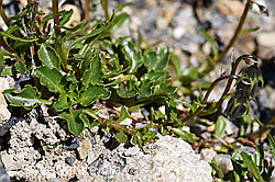 Niedliche Glockenblume (Campanula cochleariifolia) (F171186)