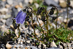 Niedliche Glockenblume (Campanula cochleariifolia) (F171187)