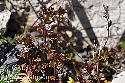 Zwerg-Augentrost (Euphrasia minima) (F171189)