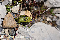 Echte Mondraute (Botrychium lunaria) (07.2020, F171192)