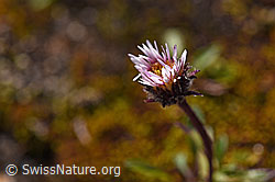 Photo: Einköpfiges Berufkraut (Erigeron uniflorus)
