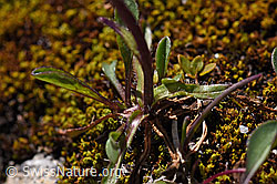 Photo: Einköpfiges Berufkraut (Erigeron uniflorus)