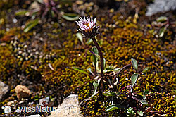 Photo: Einköpfiges Berufkraut (Erigeron uniflorus)
