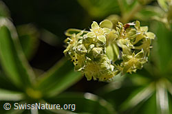 Glänzender Silbermantel (Alchemilla nitida) (F171199)