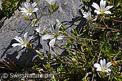 Langstieliges Hornkraut (Cerastium pedunculatum) (07.2020, F171205)