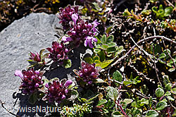Vielhaariger Thymian (Thymus polytrichus) (F171207)