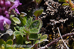 Vielhaariger Thymian (Thymus polytrichus) (F171208)
