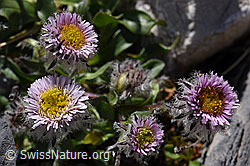 Photo: Einköpfiges Berufkraut (Erigeron uniflorus)