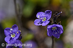 F171217: Blattloser Ehrenpreis (Veronica aphylla)