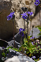F171221: Blattloser Ehrenpreis (Veronica aphylla)