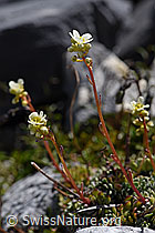 Trauben-Steinbrech (Saxifraga paniculata) (F171226)