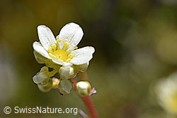 Trauben-Steinbrech (Saxifraga paniculata) (F171227)