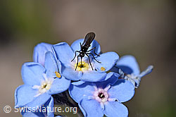 Alpen-Vergissmeinnicht (Myosotis alpestris)