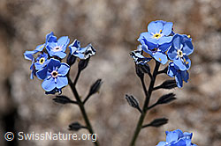 F171240: Alpen-Vergissmeinnicht (Myosotis alpestris)
