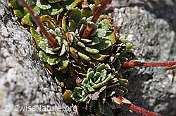Trauben-Steinbrech (Saxifraga paniculata) (F171245)