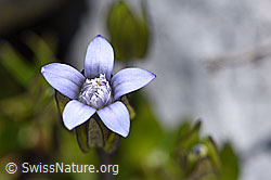 F171255: Zarter Enzian (Gentiana tenella)