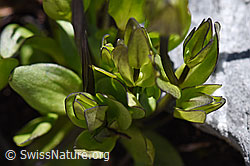 F171256: Zarter Enzian (Gentiana tenella)