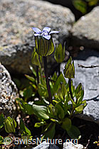 F171257: Zarter Enzian (Gentiana tenella)