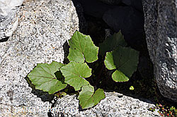 F171269: Huflattich (Tussilago farfara)