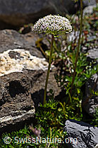 Zwerg-Mutterwurz (Ligusticum mutellinoides) (F171276)