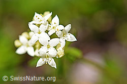 Ungleichblättriges Labkraut (Galium anisophyllon) (F171279)