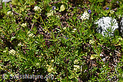 Ungleichblättriges Labkraut (Galium anisophyllon) (F171282)