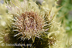 Alpen-Kratzdistel (Cirsium spinosissimum) (F171294)