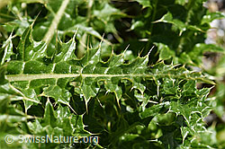 Alpen-Kratzdistel (Cirsium spinosissimum) (F171295)