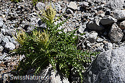 Alpen-Kratzdistel (Cirsium spinosissimum) (F171296)