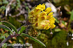 Alpen-Wundklee (Anthyllis vulneraria ssp. alpestris) (F171318)