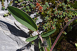Alpen-Wundklee (Anthyllis vulneraria ssp. alpestris) (F171320)